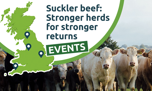 Event promo graphic stating: Suckler beef – stronger herds for stronger returns.